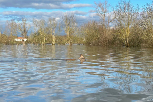 Ces crues hivernales que l’on surnomme « Evaille » sont naturelles dans le Marais Poitevin