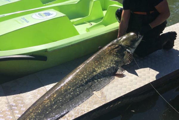 Un silure de 2 mètres pêché devant l'embarcadère!!!!